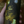 Load image into Gallery viewer, 'Golden Lion' Bavarian Lager
